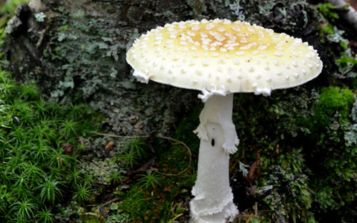 Alaskan Fungi